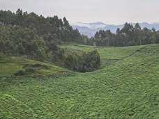 Čajovníková plantáž, Rwanda