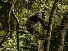 Šimpanz, les Gishwati Rwanda