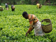 Ručný zber čajových lístkov, Rwanda