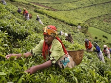 Čajová plantáž, zber, Rwanda