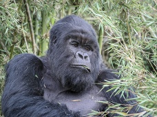 Gorila, Rwanda