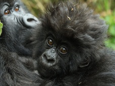 Gorilie mláďa, Rwanda