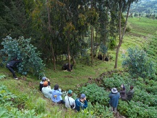 Gorily a turisti, Rwanda