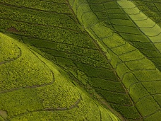 Čajovníková plantáž, Rwanda