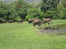 Safari - slony, Akagera, Rwanda