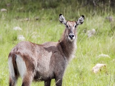 Antilopa, národný park Akagera Rwanda