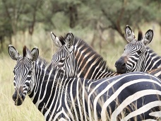 Zebry, národný park Akagera, Rwanda