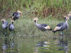 Jazero Ihema, pozorovanie vtákov,Rwanda