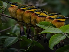  Vtáky, Rwanda