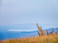 Žirafy,Rwanda