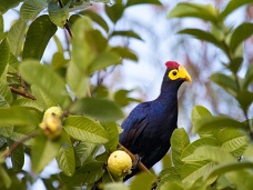 Vtáky a ich farebnosť,Rwanda
