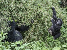  Gorilie mláďa, Rwanda