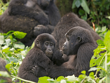 Gorily rodina, Rwanda