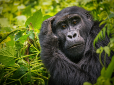 Gorila, Rwanda
