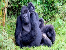 Gorilí samec, Rwanda