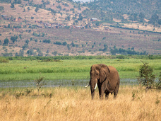 Slon, Akagera, Rwanda