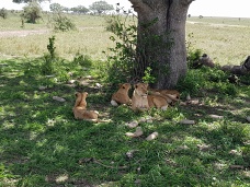 Levy, Serengeti, Tanznia