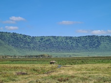 Slon, Ngorongoro krter, Tanznia