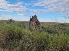 Zvedav irafa, Serengeti, Tanznia