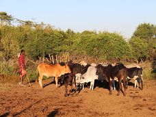 Masaj a dobytok, Tanznia