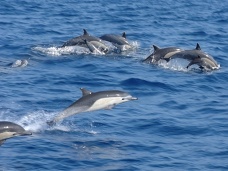 Pozorovanie delfnov, Zanzibar