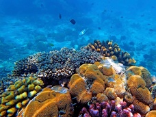 Podmorsk ivot, Zanzibar