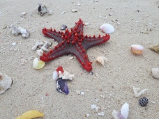 Morsk hviezda , Zanzibar