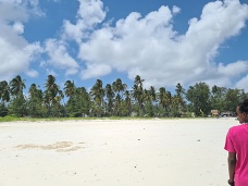 Palmy, Zanzibar