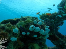 Morsk fauna, Maldivy