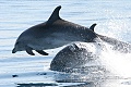 Delfíny, Chorvátsko