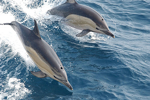 Swakopmund - plavba za delfnmi