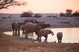 Nrodn park Etosha - ije tu viac ako 2000 slonov