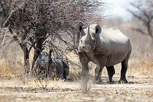 Nrodn park Etosha - vone ijci chrnen nosoroci