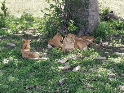 Levy v Serengeti, Tanznia