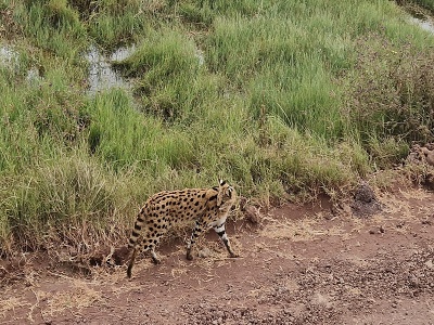 Serval, Tanznia