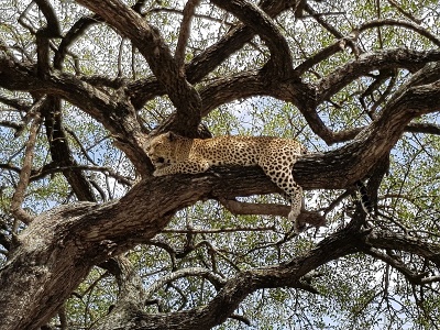 Leopard na strome, Tanznia
