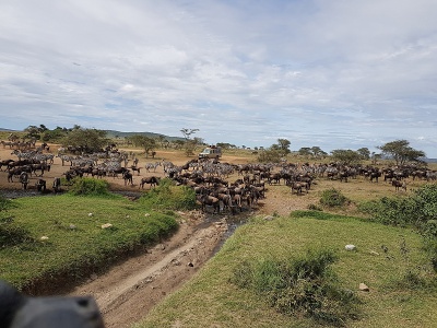 Pakone a zebry, Tanznia
