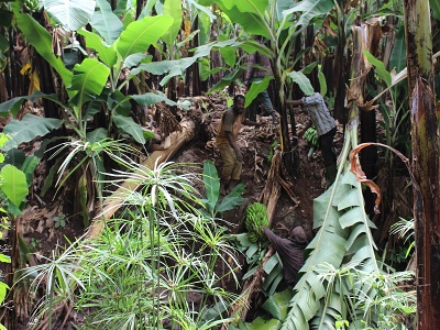 Bannov plant, Tanznia