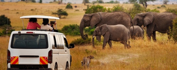 Pozorovanie slonov v Masai Mara, Keňa