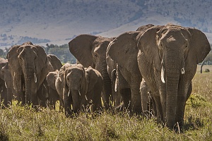 Slony v Amboseli, Kea