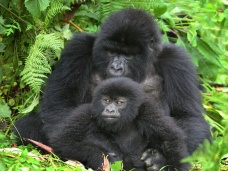 Gorila a mla, Volcanoes, Rwanda