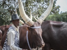 Krovsk krava, Nyanza, Rwanda