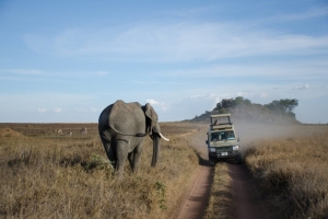 slon v NP Serengeti