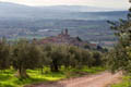 Umbria olivy