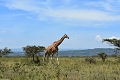 Lake Nakuru Lodge, Nakuru, Kea