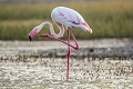 Lake Nakuru Lodge, Nakuru, Kea