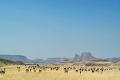 Kemp Desert Rhino , Damaraland, Nambia
