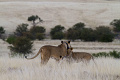 Kemp Desert Rhino , Damaraland, Nambia