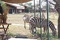 Serengeti Tanzania Bush Camp, Serengeti, Tanznia