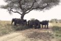 Gibb�s Farm, Karatu